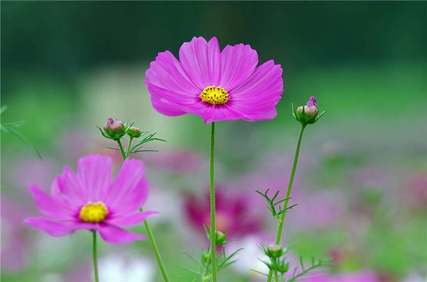 田野中的波斯菊