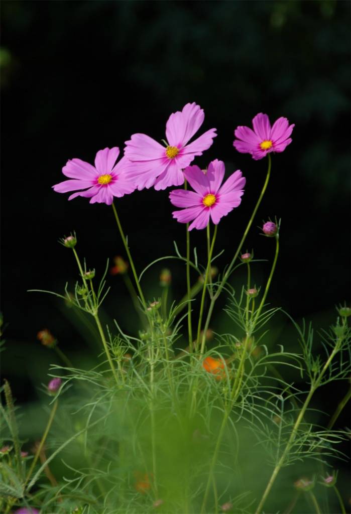 波斯菊
