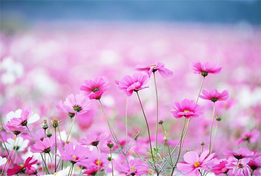 花中仙子——波斯菊