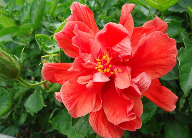 扶桑花