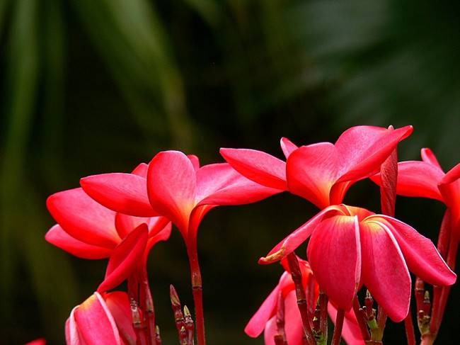 红色鸡蛋花