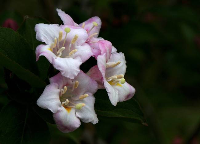 锦带花