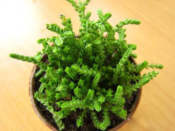 方鳞绿塔图片