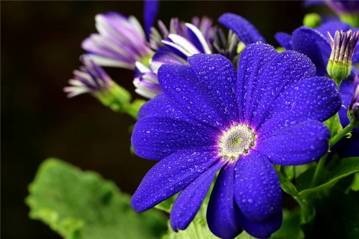 瓜叶菊花语