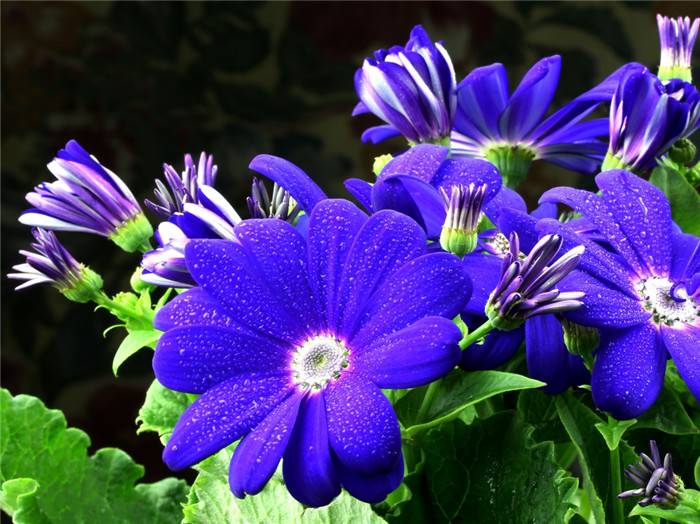 蓝色迷情——瓜叶菊