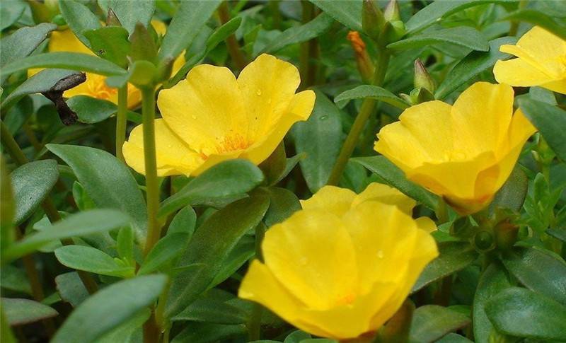 太阳花