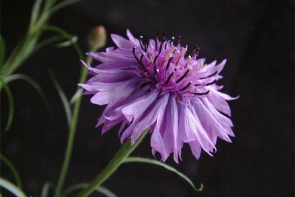 国花矢车菊