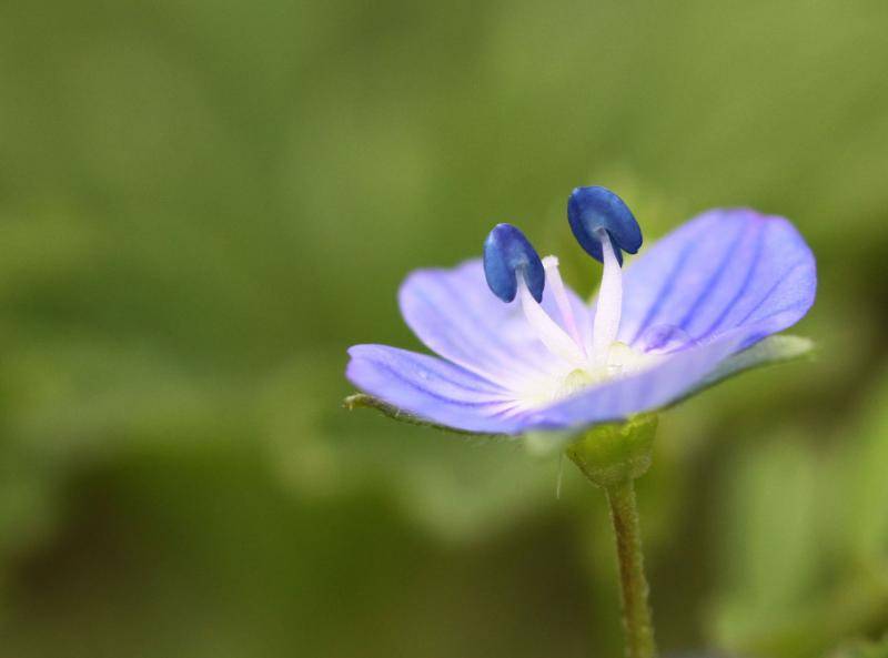 婆婆纳开花