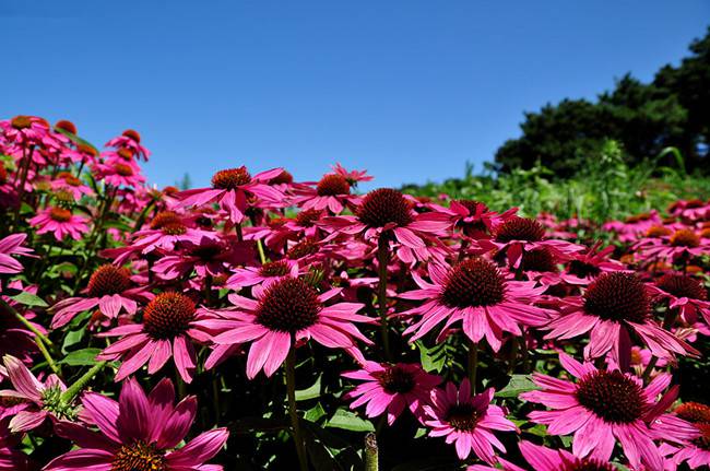 松果菊花