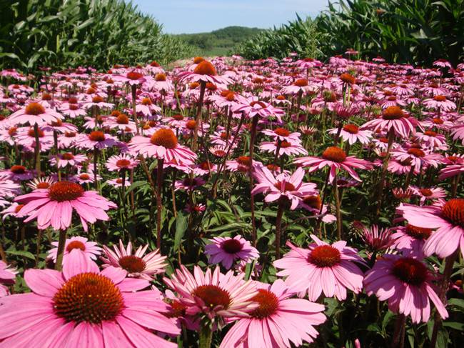 粉色松果菊