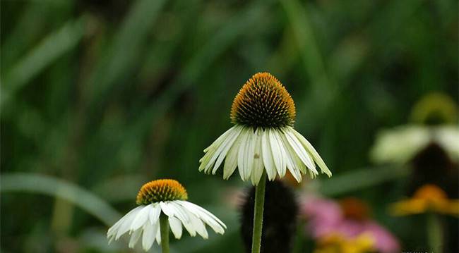 白花松果菊——白色天空