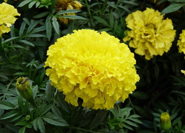 万寿菊花