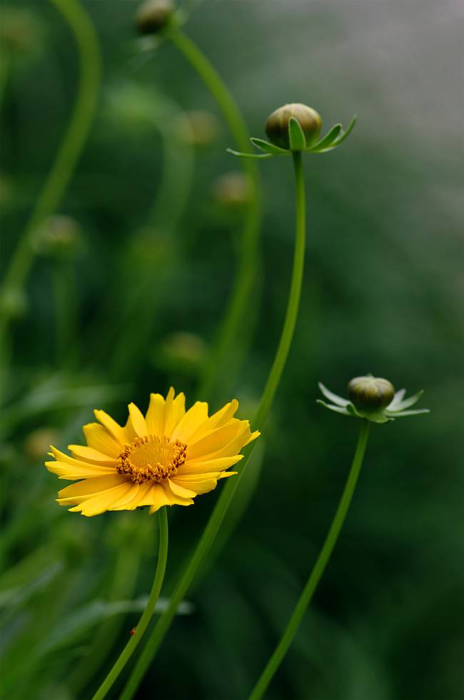 “入侵”的大花金鸡菊