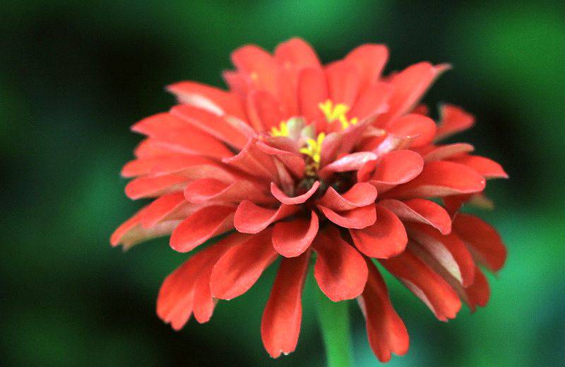 红色雏菊——是不是爱我