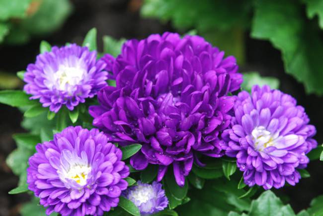 翠菊花