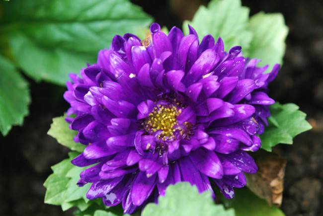 一年生紫菀——翠菊