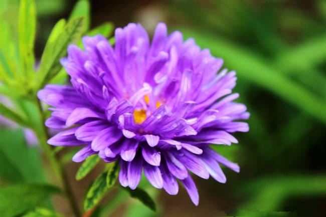 一年生紫菀——翠菊