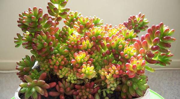 虹之玉老桩