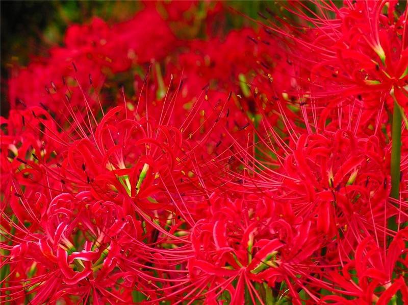 曼珠沙华