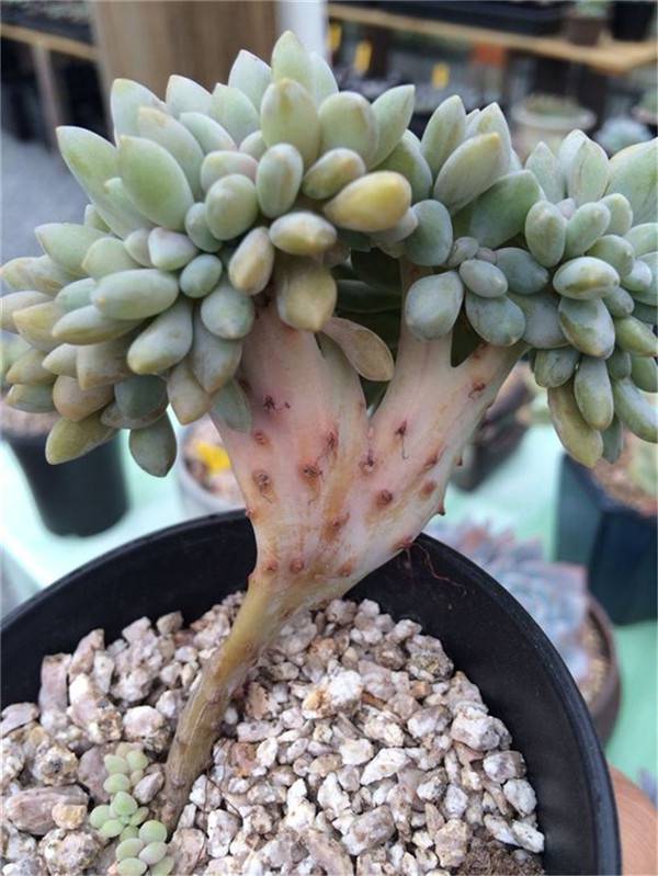 大脚掌醉美人又来了