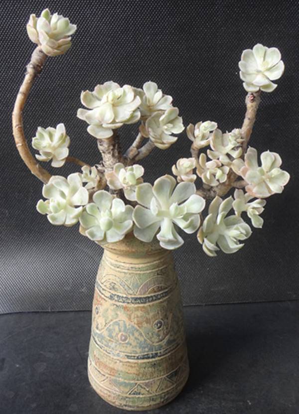 花团锦簇的白牡丹老桩