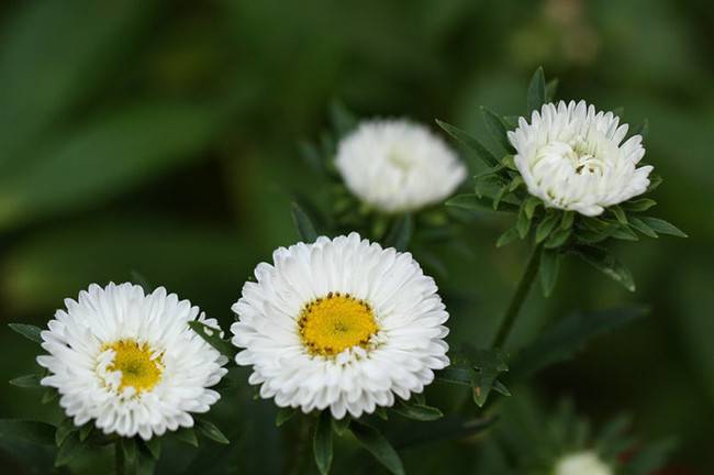 白色追想——白翠菊