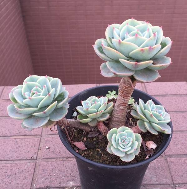 玉蝶老桩图片