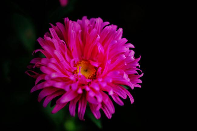 红色翠菊