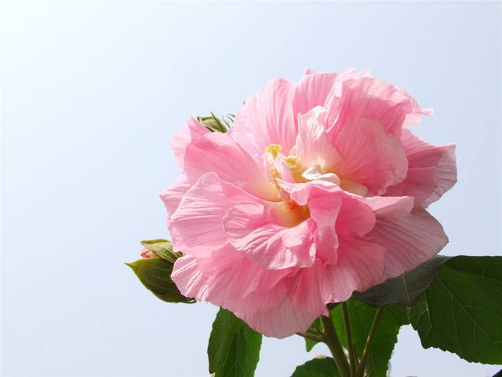木末芙蓉花,山中发红萼