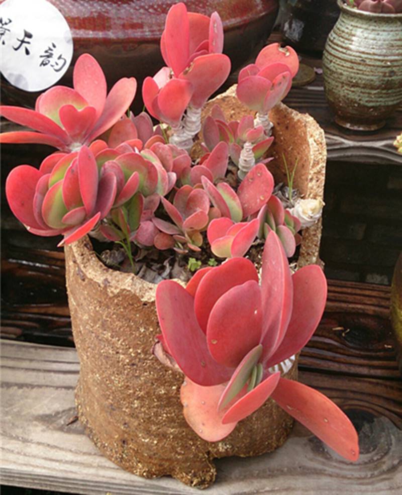 老桩唐印的花枝招展