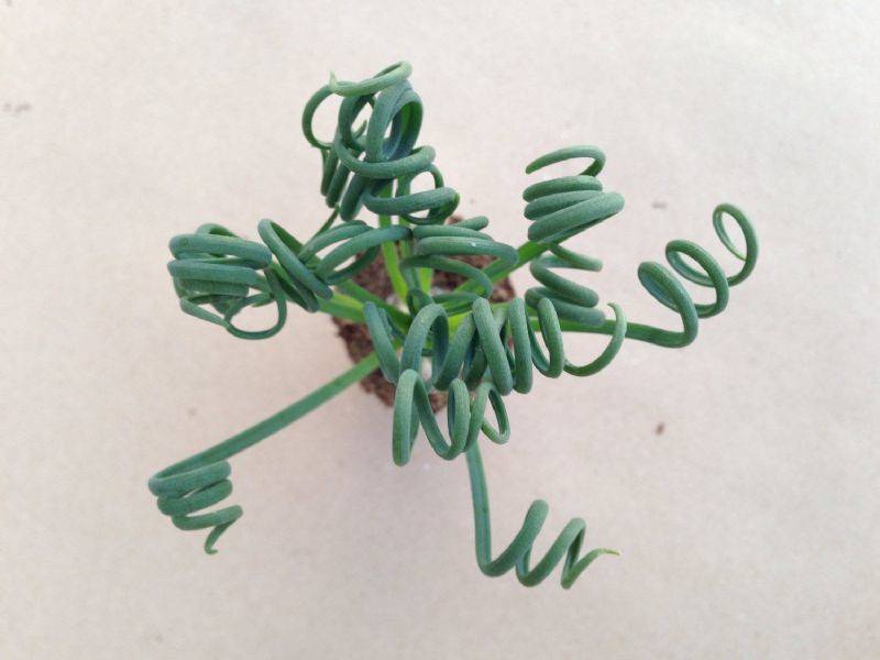 我的奇妙弹簧草