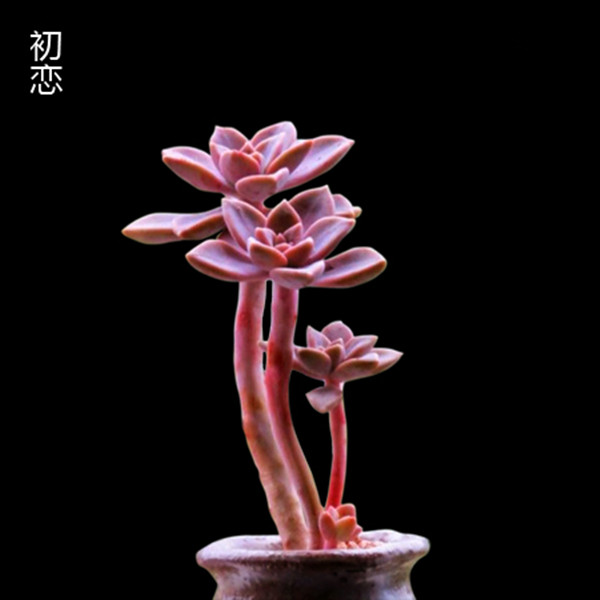初恋老桩图片