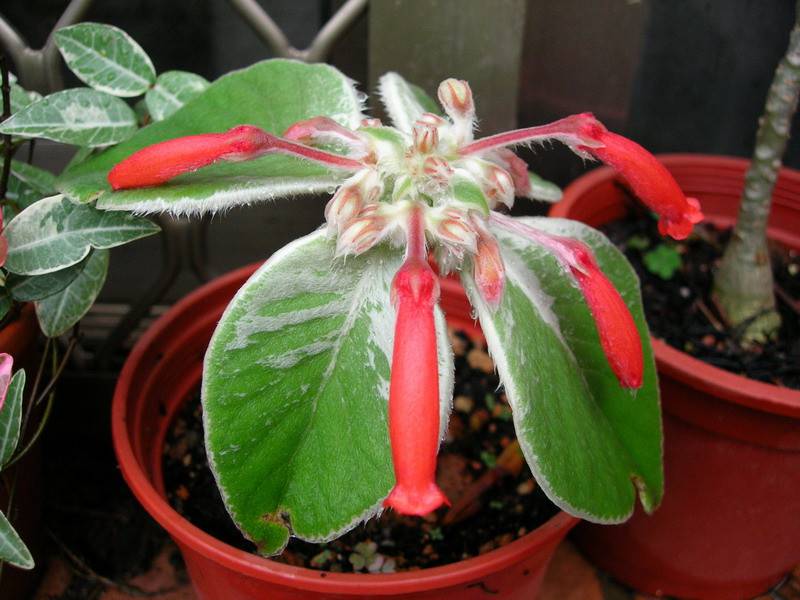 淋雨的断崖女王