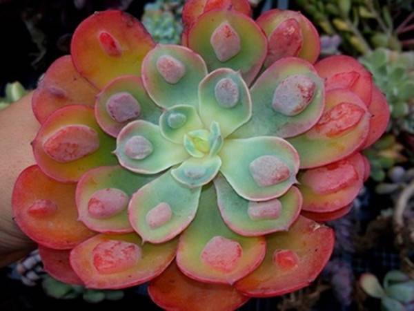雨滴的美图