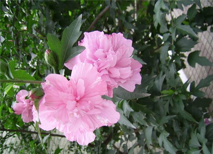 芍药