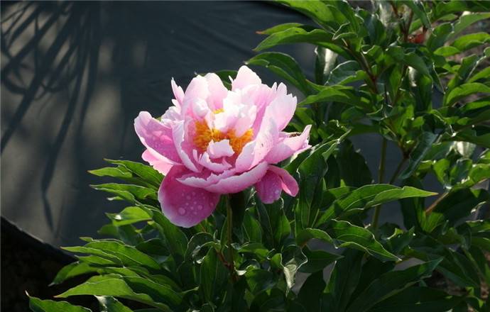 粉色芍药,誉满天下