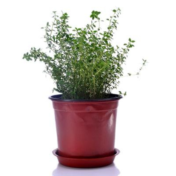 春风十里不如你——百里香盆景