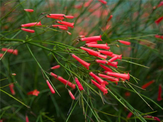 爆竹声中一岁除——爆仗竹