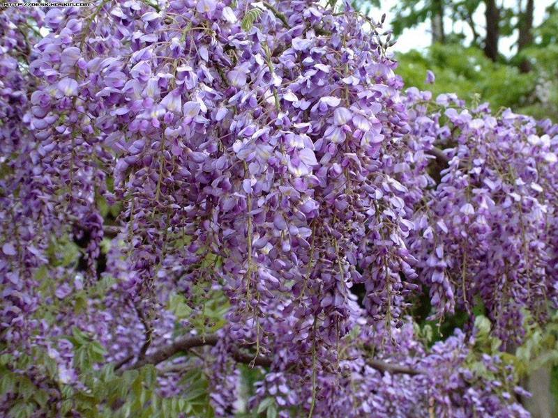 从未见过开得这样盛的紫藤,满眼都是辉煌的淡紫色,像一条瀑布,从空中