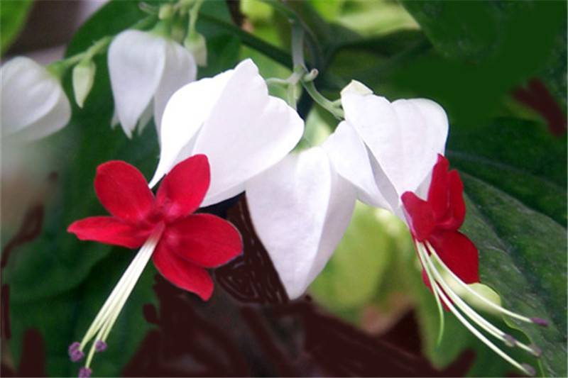龙吐珠美图赏析