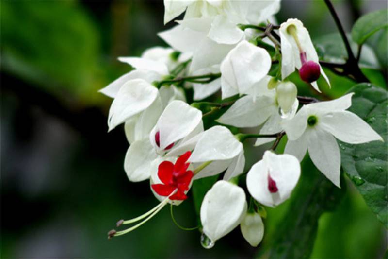 白花瓣红花冠——龙吐珠