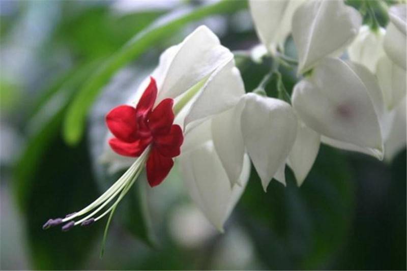 龙吐珠蛇吐信