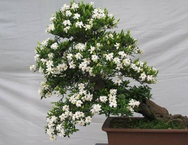 栀子花开,如此可爱—栀子花盆景