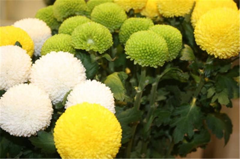 色彩丰富乒乓菊