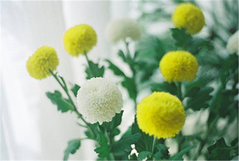 花中运动乒乓菊