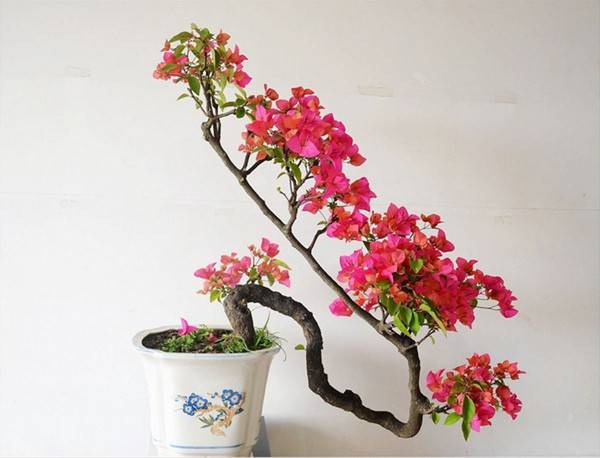 造型奇特的三角梅盆景,花朵顺着仅有的一个枝条而开,向上攀爬而去