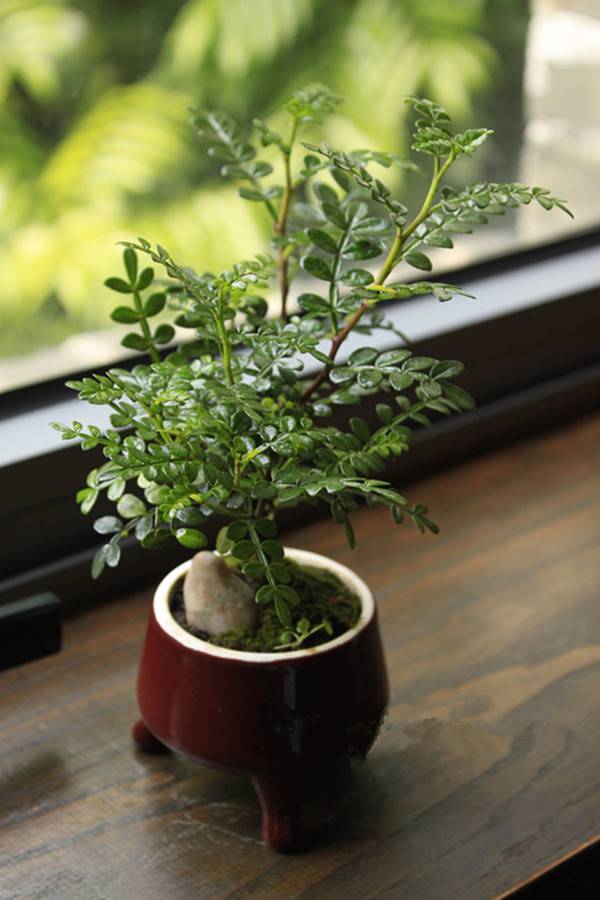 小巧玲珑的长寿花盆景