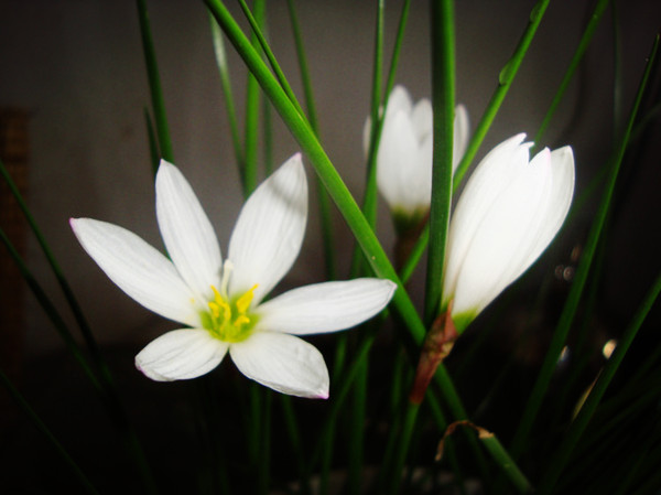 韭菜莲