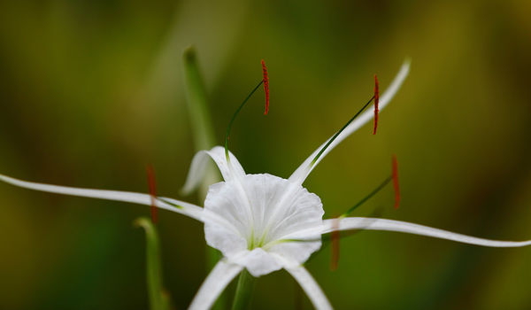 蜘蛛兰