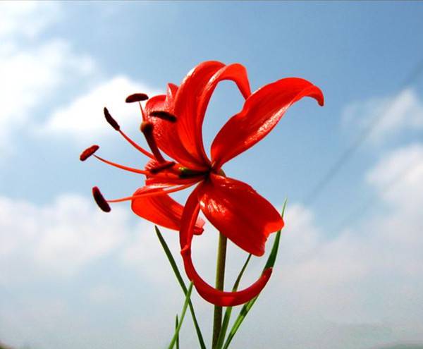 山丹丹花开红艳艳